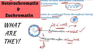 Heterochromatin and Euchromatin  What are They [upl. by Dylane671]