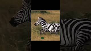 The lion catches the zebra and sees the power succeed shortvideo animals [upl. by Anitsenre]