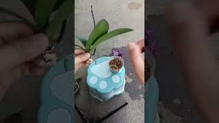 How amazing to grow orchids propagate plant fast and easy 4488 [upl. by Nahshun]