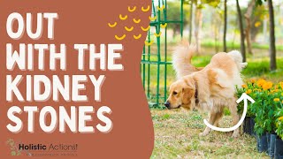 How to Dissolve Kidney Stones in Dogs and Cats  Dr Erin Holder  Holistic Actions [upl. by Eustacia]