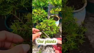 More Healthy and Growth your plant shorts [upl. by Jerrine]