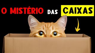 O SEGREDO da OBSESSÃO dos GATOS por CAIXAS 🐈 [upl. by Aisital256]