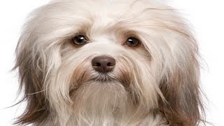 Havanese Dog Breed [upl. by Erreid519]