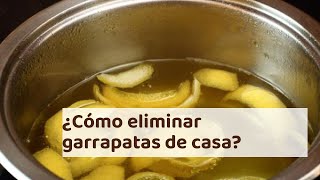 ¿Cómo ELIMINAR garrapatas de casa  ¡Los REMEDIOS CASEROS más efectivos [upl. by Idyak]