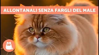 Come ALLONTANARE I GATTI DI STRADA Senza fargli del male 🐈💨 7 Repellenti per Gatti [upl. by Ulita]