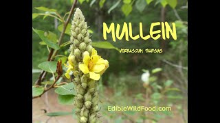 Mullein  Edibility Medicinal Uses Tea amp Identification Via Flowers Habitat Leaves [upl. by Adamsen184]