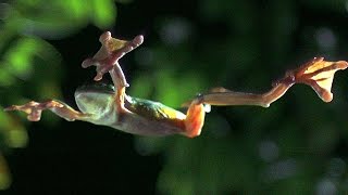 Gliding Leaf Frogs  Planet Earth  BBC Earth [upl. by Llehsyar247]