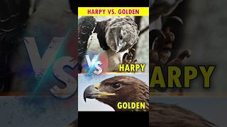 Eagle Battle Harpy vs Golden Eagle 🦅🔥 shorts eagles harpy goldeneagles battle factblitzkrieg [upl. by Ynavoj217]