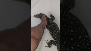 Worlds friendliest Crocodile monitor exotic lizard monitorlizard reptiles wildlife animals [upl. by Cacia]