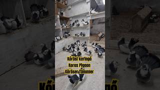 2024 678 AlföldiKörösi keringők pigeon bestpigeon birds galambKoros Köröser Tumbler Pigeon [upl. by Attiuqaj]