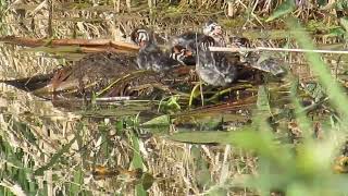 Baby Piedbilled Grebes [upl. by Rebbecca]