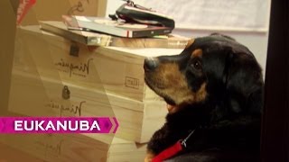 Labernese  What Job Do These Dogs Do  The Answer [upl. by Howzell]