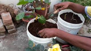 Planting chowchow [upl. by Kalasky]