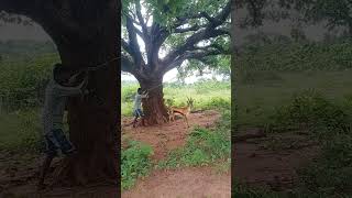 Open deer deer catching vfx short real reels video wildlife trending viral [upl. by Jain]