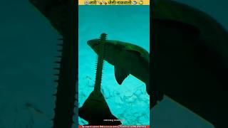 Secrets of the Sawfish 🤯shorts [upl. by Annaeel]