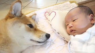 Dog Comforts Crying Baby [upl. by Magnus]