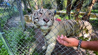 Mali the White Tiger Chuffing at Kowiachobee Animal Preserve [upl. by Anadal]