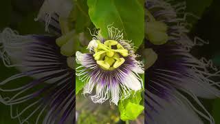 Passion flower tincture  Passiflora [upl. by Isle]