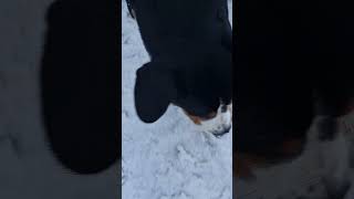 Thor the dog Entlebucher Sennenhund First snow in Urals [upl. by Eycal]