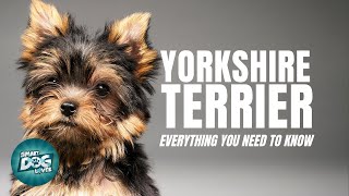 Yorkshire Terrier Dogs 101 Everything You Need To Know [upl. by Atal938]