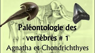 Paléontologie des vertébrés  1 Agnatha et Chondrichthyes [upl. by Nosidam92]