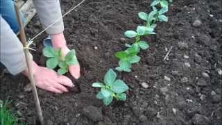 How to Grow Broad Beans [upl. by Lisa]