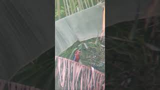 birdeating birds wildbird viralbirdvideo shortvideo shortviral ytshorts ytshortviral [upl. by Olivero]