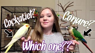 Cockatiel vs Conure Which Bird is Right for You [upl. by Zanze]