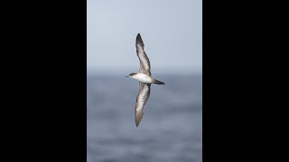 Wedge tailed Shearwater light morph off Mexico 27 Jan 2024 [upl. by Rorry163]