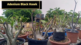 My First Adenium black hawk seeds  Adenium Arabicum Black hawk  Black adenium variety [upl. by Esela461]