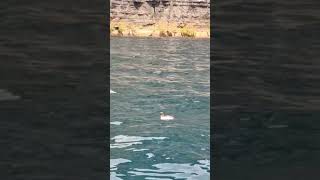 A Razorbill Alca torda checking me out while looking for fish beneath the Cliffs of Moher [upl. by Andaira]