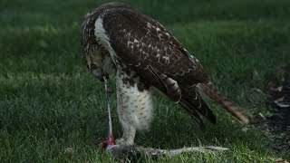 Hawk Eating Squirrels Face GRAPHIC [upl. by Meras]