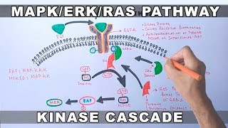 MAPKERK Signaling Pathway [upl. by Thgiwd682]