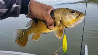 Pesca Tucunaré Bruto  na Pousada Caminho das Águas Parte 2 pescaria tucunare natureza [upl. by Arhas]