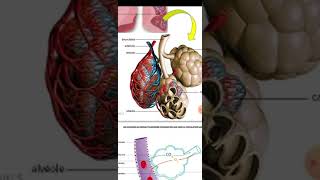 généralités sur lappareil respiratoire 1er cours de physiologie 2 éme médecine [upl. by Aniale498]