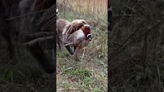 Hunting wirehaired pointing griffon Dublin brings back a rooster on mixed bag upland hunt [upl. by Siusan33]