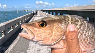 Florida Keys Bridge FishingMix of fishing action over few days [upl. by Nolyk]