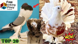 20 MOST BEAUTIFUL PIGEON BREED in the World  Maganda At Kakaibang Uri ng Kalapati [upl. by Rehteh709]