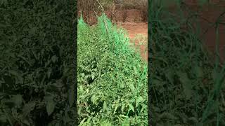 BENEFITS OF TRELLISING YOUR TOMATOES 🍅 check main video [upl. by Ackerman962]