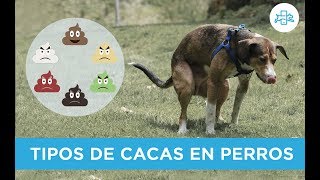 Mi PERRO hace CACA con sangre y mucosidad ¿son normales estas heces [upl. by Drofnats]