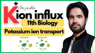 K Ion Influx  Opening and closing of stomata  Potassium ion influx explained in pashto [upl. by Troyes802]