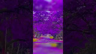 The Beauty of Jacarandas Purple 💜🍇🍆 flowers [upl. by Nelluc]