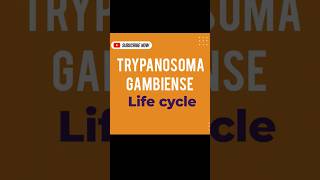 TRYPANOSOMA GAMBIENSE LIFE CYCLE [upl. by Rurik754]