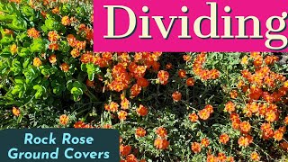 How to Divide Rock Rose Ground Cover Plants freeplants rockrose groundcover [upl. by Nillad]