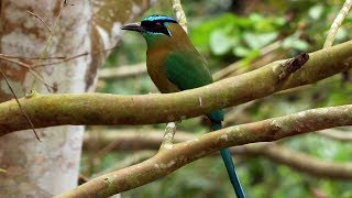 A Lessons Motmot or Blue Crowned Motmot Momotus coeruliceps  Exquisite Bird [upl. by Muller671]