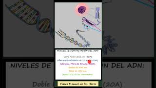 Histonas y Nucleosomas Empaquetamiento ADN 2º Bachillerato Condensación del ADN Biología [upl. by Shawn]