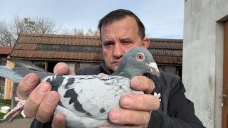 Gołębie z likwidacji hodowli z Czaplinka od Radka Mędrysa Paweł  Flor Vervoort Fieneke 513016809 [upl. by Annehcu]