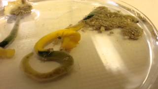 Balanoglossus capensis Cape Acorn Worm live and moving [upl. by Navets150]