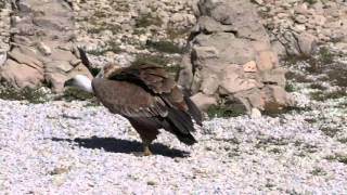 TelefericoBenalmadena amp Birds of Prey Show [upl. by Hayikaz384]