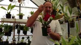 quotHow to Grow Orchidsquot  Tips to REBLOOM a CATTLEYA Orchid and How to rehydrate Sphagnum Moss [upl. by Omer]